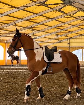 Pony maschio 9 anni