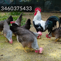 Galline Galli U.o.V.a Livornesi collo argento