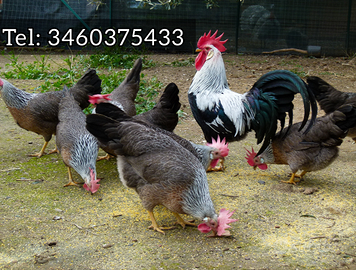 Galline Galli U.o.V.a Livornesi collo argento