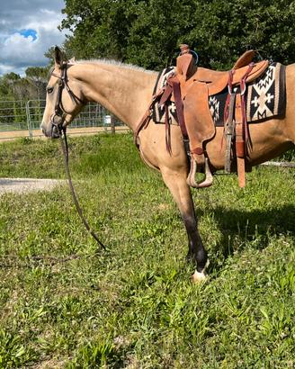 Quarter Horse femmina 2023