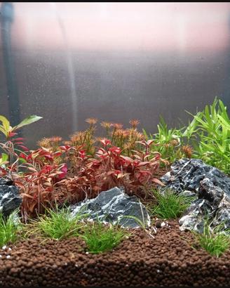 Chihiros WRGB2 Pro 45