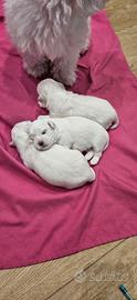 Maltese