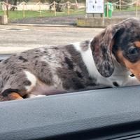 Cuccioli di Bassotto arlecchino piebald di tre mes