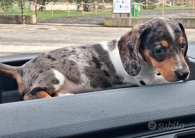 Cuccioli di Bassotto arlecchino piebald di tre mes