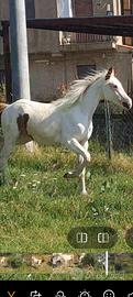 Cavalla/ puledra paint