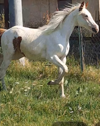 Cavalla/ puledra paint