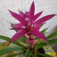 Pianta guzmania