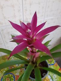 Pianta guzmania