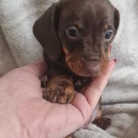 Cuccioli bassotto femmine pedigree