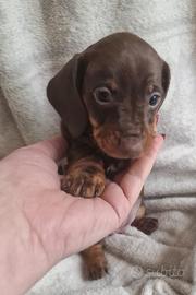 Cuccioli bassotto femmine pedigree