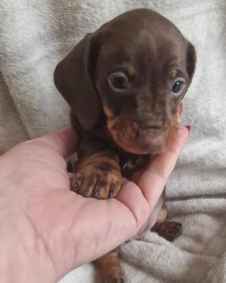 Cuccioli bassotto femmine pedigree