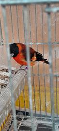 Cardinalino venezuela