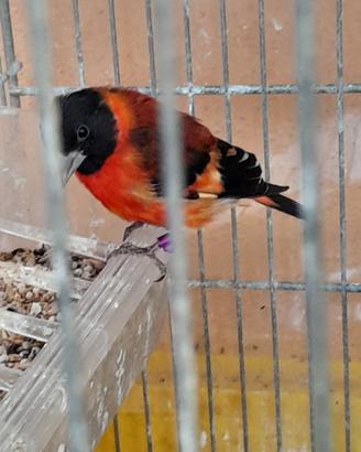 Cardinalino venezuela