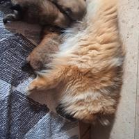 Disponibile prenotazione dspitz di pomerania nano