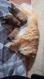 Disponibile prenotazione dspitz di pomerania nano