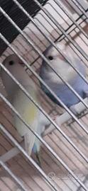 Inseparabili