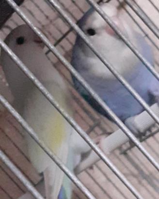 Inseparabili