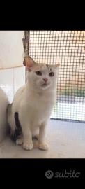 Gattina Betty 4 mesi