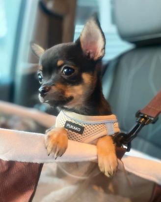 cuccioli chihuahua 