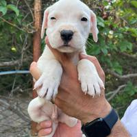 Cuccioli dogo argentino