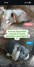 CONIGLIETTI ARIETE NANI IN PUREZZA 