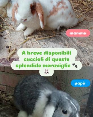 CONIGLIETTI ARIETE NANI IN PUREZZA 