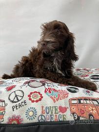 Maltipoo