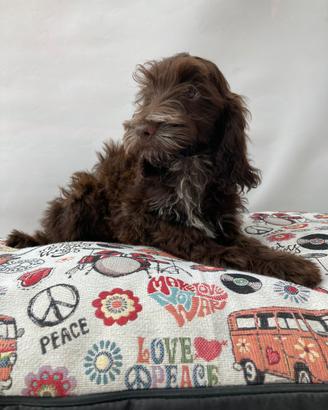 Maltipoo