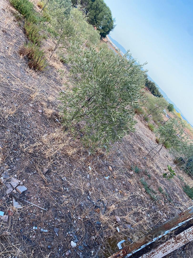 Terreno Agricolo - Altro