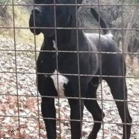 Cane Corso disponibile per monte