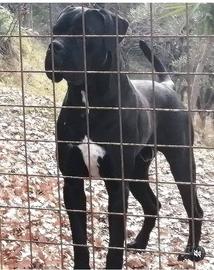 Cane Corso disponibile per monte