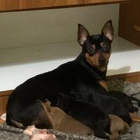 Reinrassiger ZwergPinscher