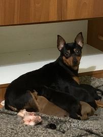 Reinrassiger ZwergPinscher