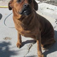 LISA 3 ANNI taglia media Lisa è in canile