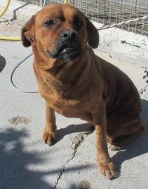 LISA 3 ANNI taglia media Lisa è in canile