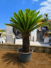 cycas revoluta 