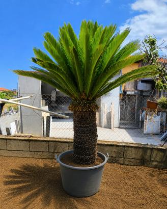 cycas revoluta 