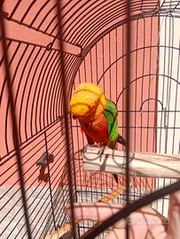 Pappagalli