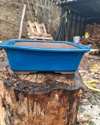vaso bonsai 