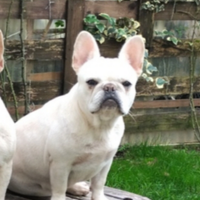 Rimborso spese Bulldog francese