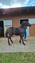 Puledro Bardigiano/cavallo bardigiano