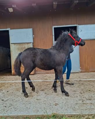 Puledro Bardigiano/cavallo bardigiano
