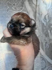 Splendido cucciolo di Spitz tedesco nano