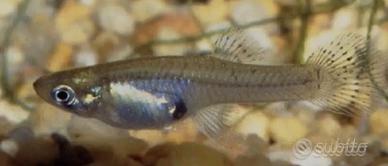 Gambusia mangia zanzare