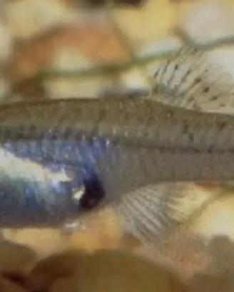 Gambusia mangia zanzare