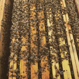 Nuclei Api ligustiche 6 telai