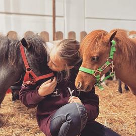 Miniature horse