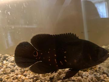 Pesce oscar