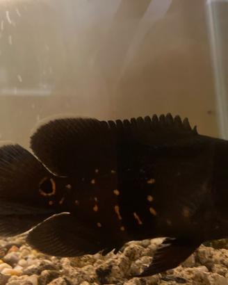 Pesce oscar