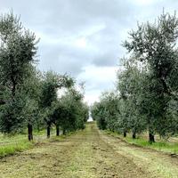 Potatura raccolta e gestione uliveti